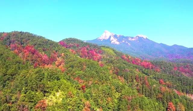 又見新豐紅葉紅！一起走進“嶺南紅葉之鄉(xiāng)”