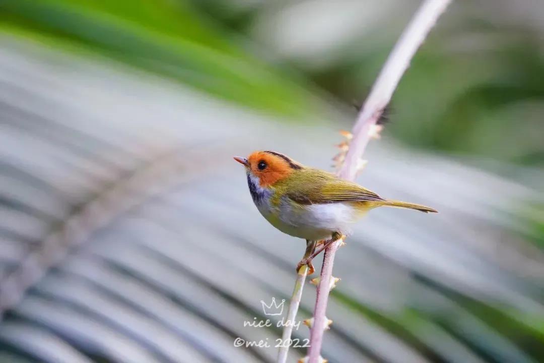 新萌鳥出沒！肇慶這里首次發現……