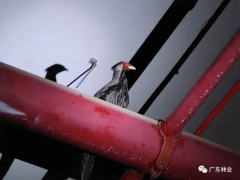 “省鳥”白鷴誤闖廣州地鐵！歷經(jīng)14小時(shí)成功解救